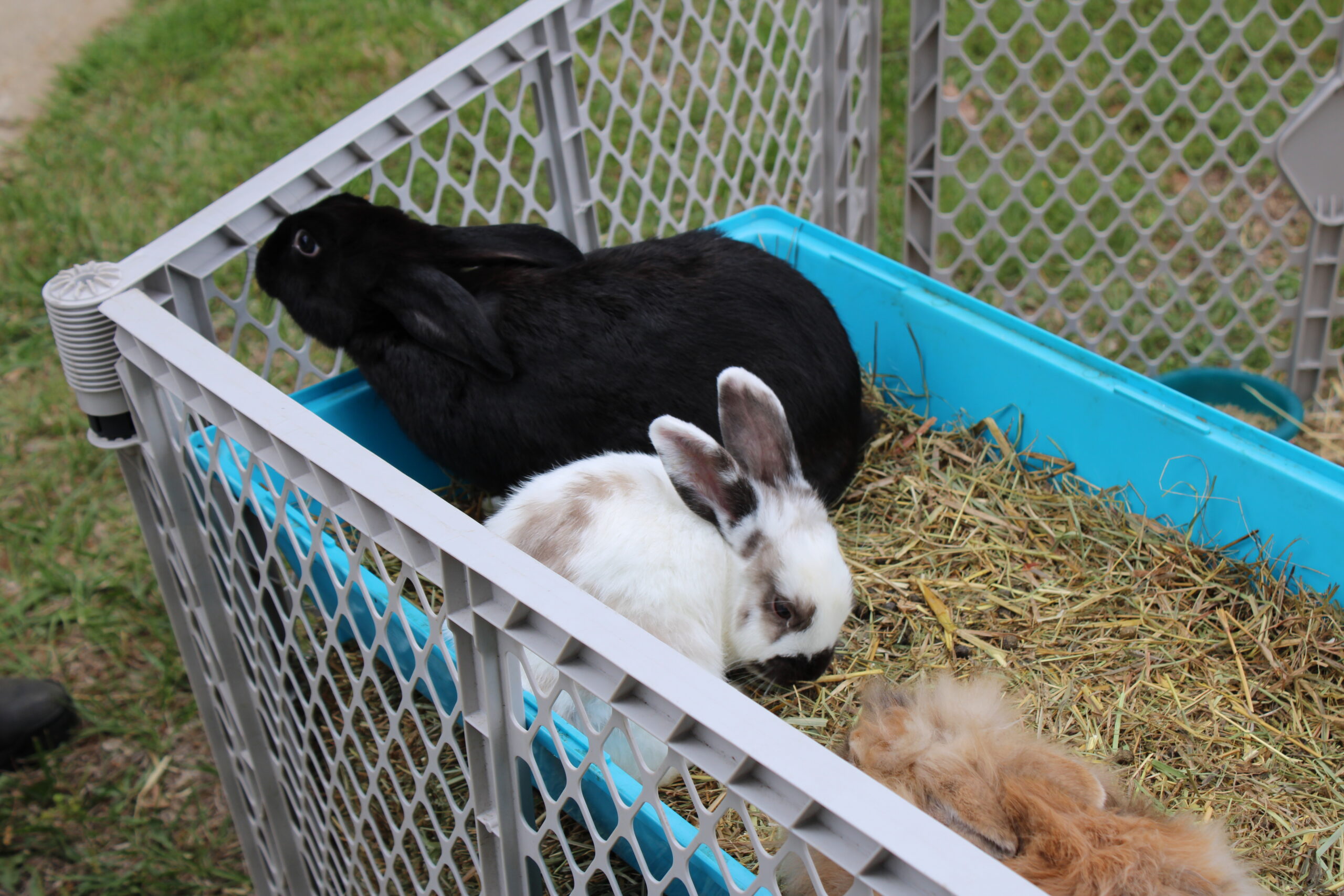 IMG_2246_bunnies-petting zoo
