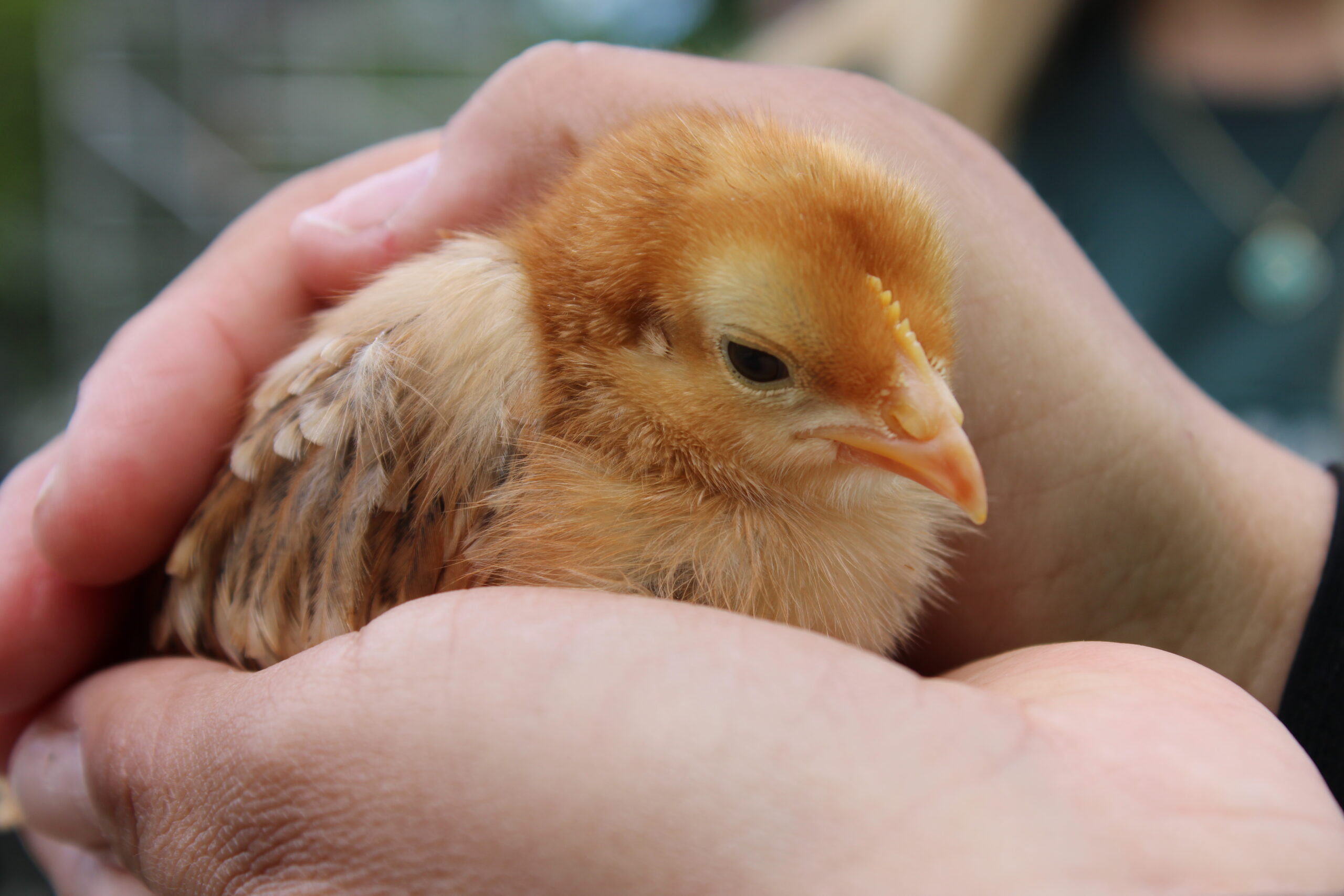 IMG_2516_chick-petting zoo